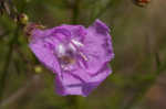 San Antonio false foxglove